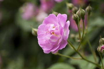_MG_1700.jpg