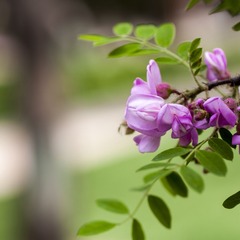 _MG_1599.jpg