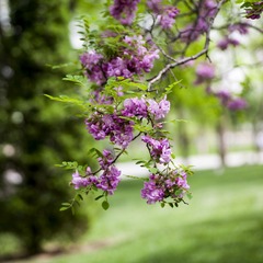 _MG_1598.jpg