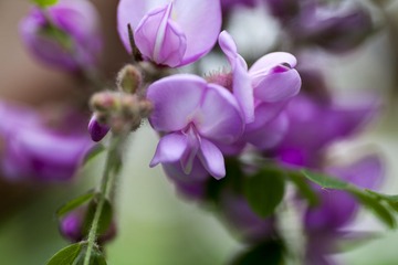 _MG_1600.jpg