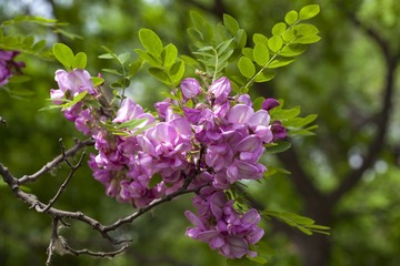 _MG_1591.jpg