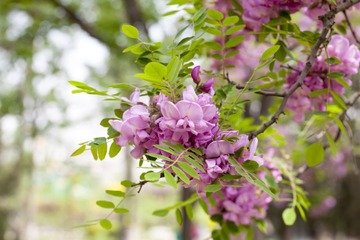 _MG_1587.jpg