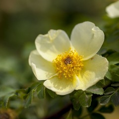 _MG_1550.jpg