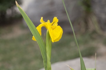 _MG_1562.jpg