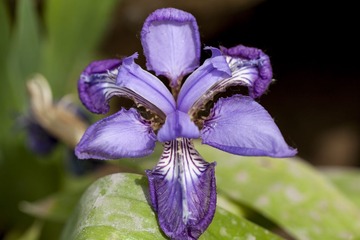 _MG_1603.jpg