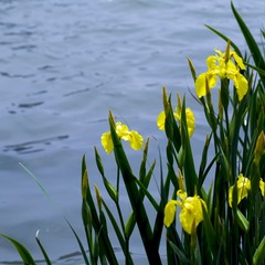 _MG_1650.jpg