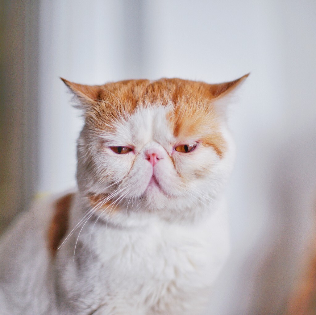 这猫就是典型的poker face