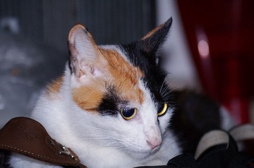 DSC02482.jpg