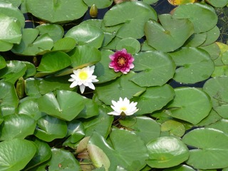 P1000739.JPG