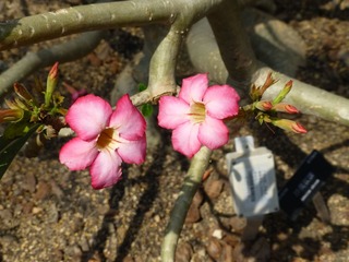 P1000827.JPG