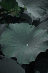 D5D952D1-F979-4931-8A31-34231B4CCD13/L0/001