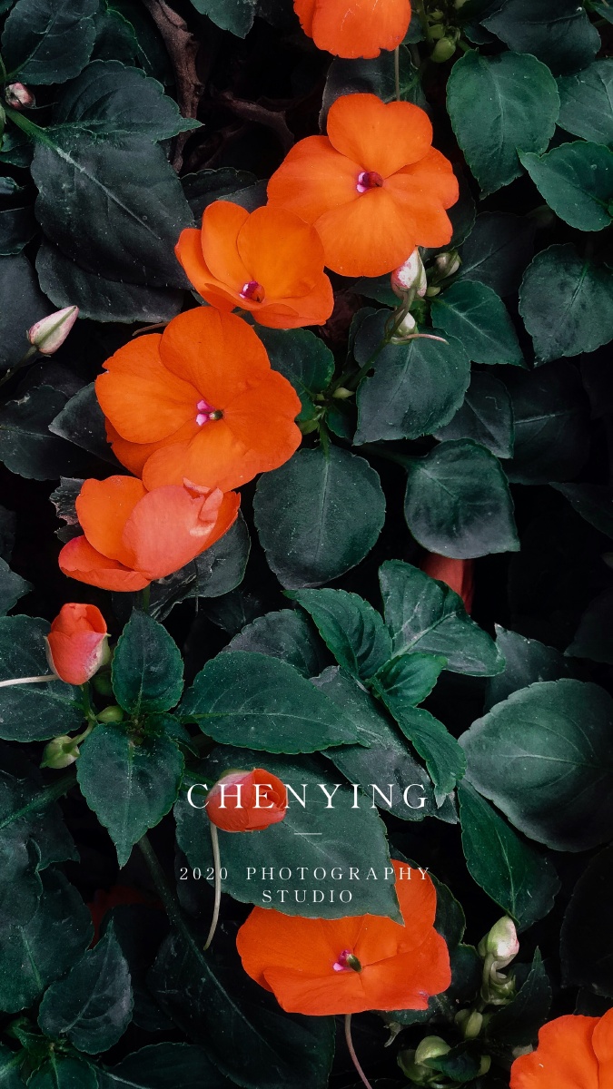 植物|凤仙花|红绿