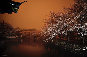 夜樱