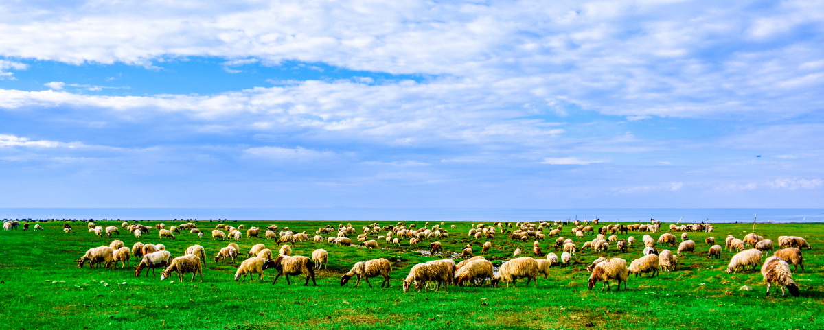 风吹草低现牛羊这张拍摄于青海湖的湖边应该是做生意第一年和朋友一起