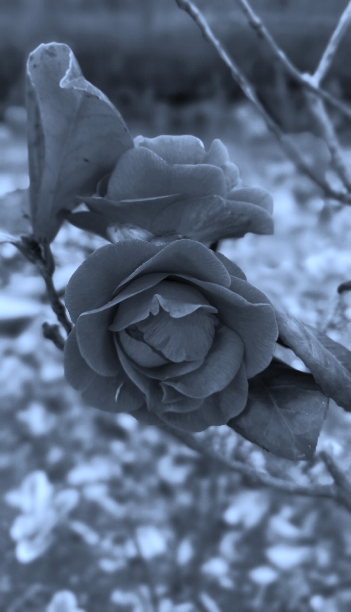 冷调黑白茶花