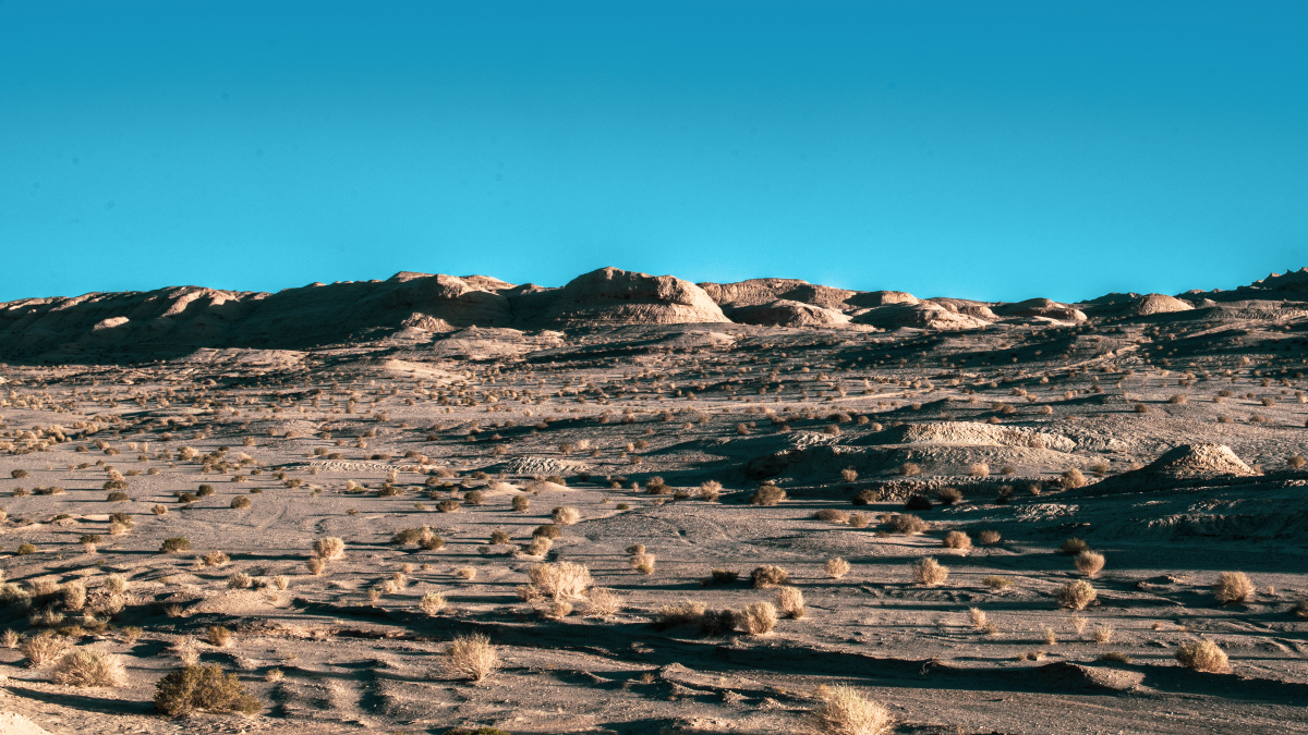 沙漠里的梭梭草拍摄于青海海西从东台吉乃尔湖回格尔木的路边大丛的