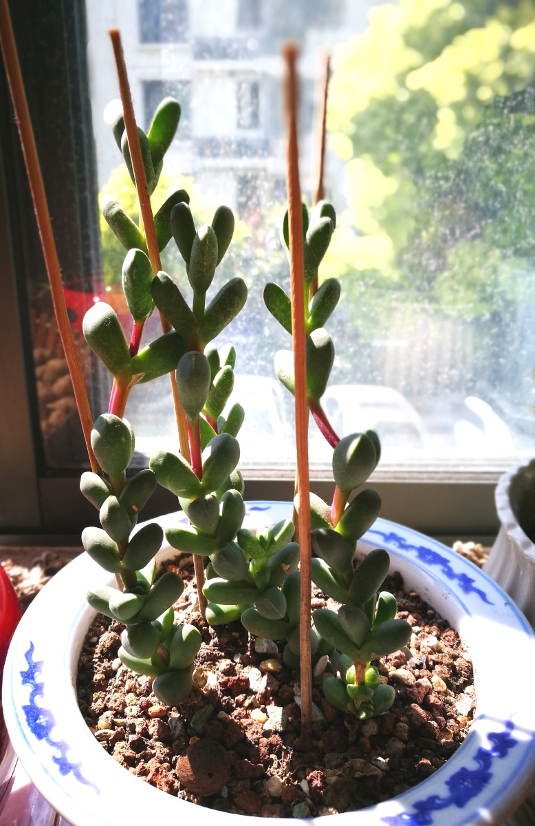 鹿角海棠鹿角乖乖俏枝枝惹人爱