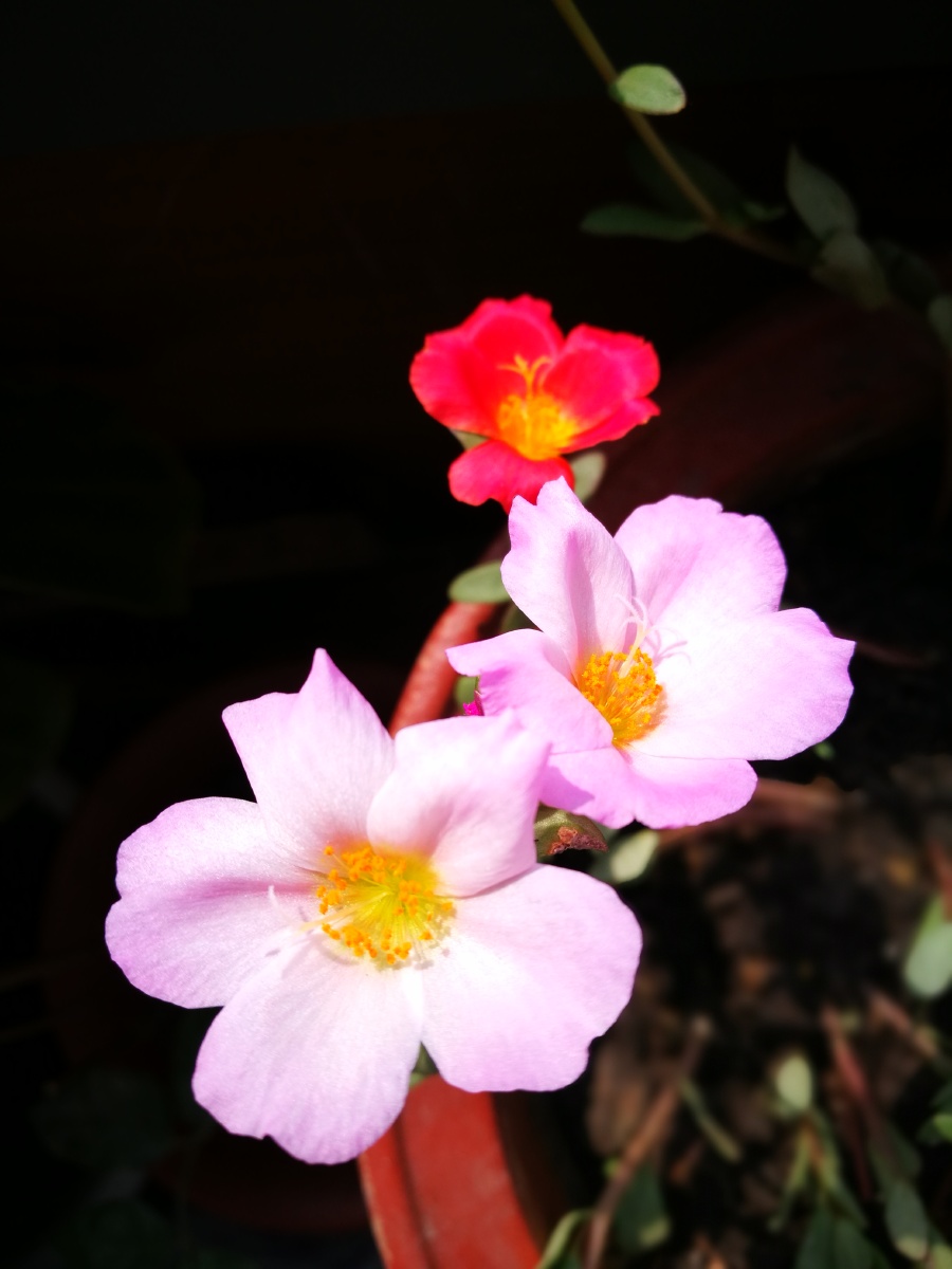 向阳五瓣花生机总昂扬