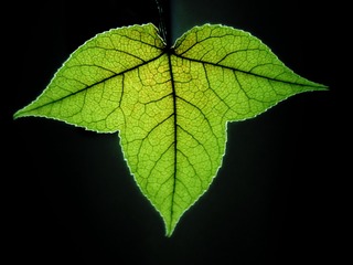 1367085