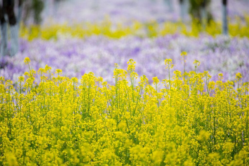北京密云,二月兰丛中的油菜花;EOS5D3+EF100-400L