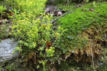 IMG_1277.JPG