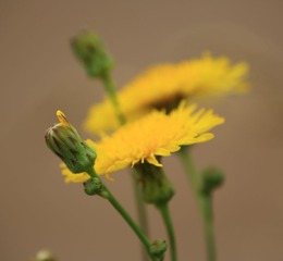TE8C2252.JPG