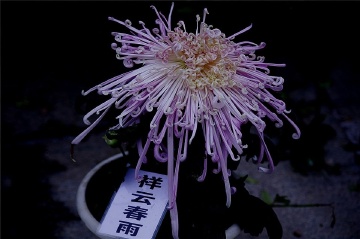 菊花3024
