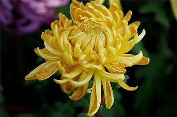 菊花2942