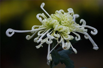 菊花3033