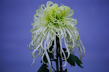菊花3042