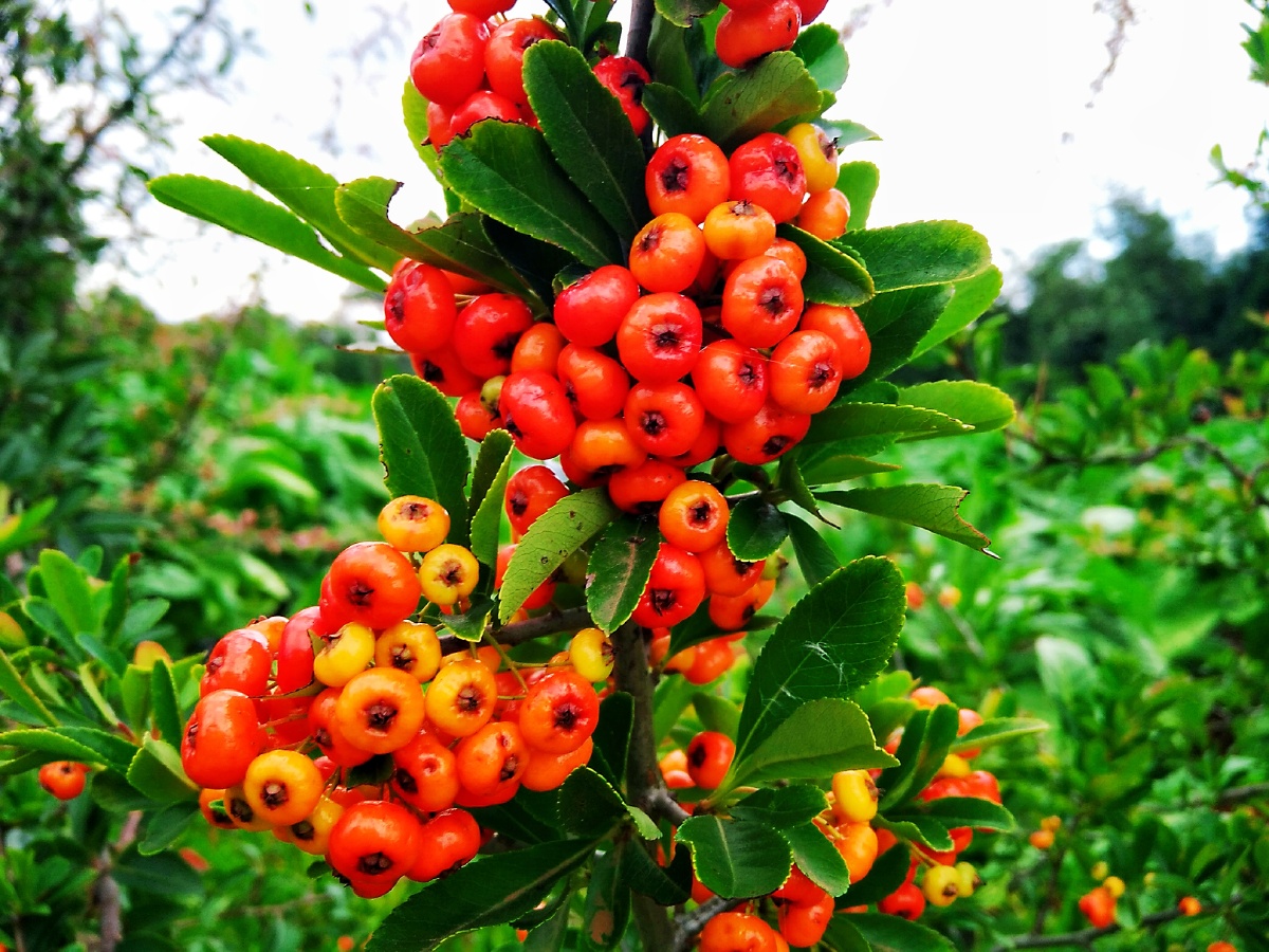 主题火把果摄影赵谢荣