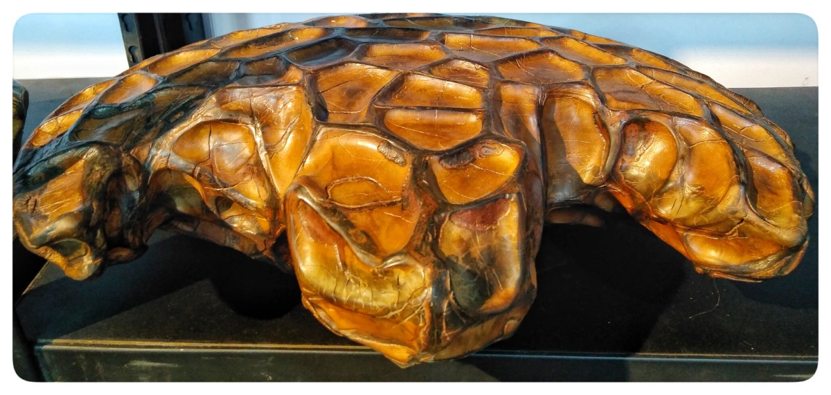 主题:【乌龟石】摄影:【赵谢荣】