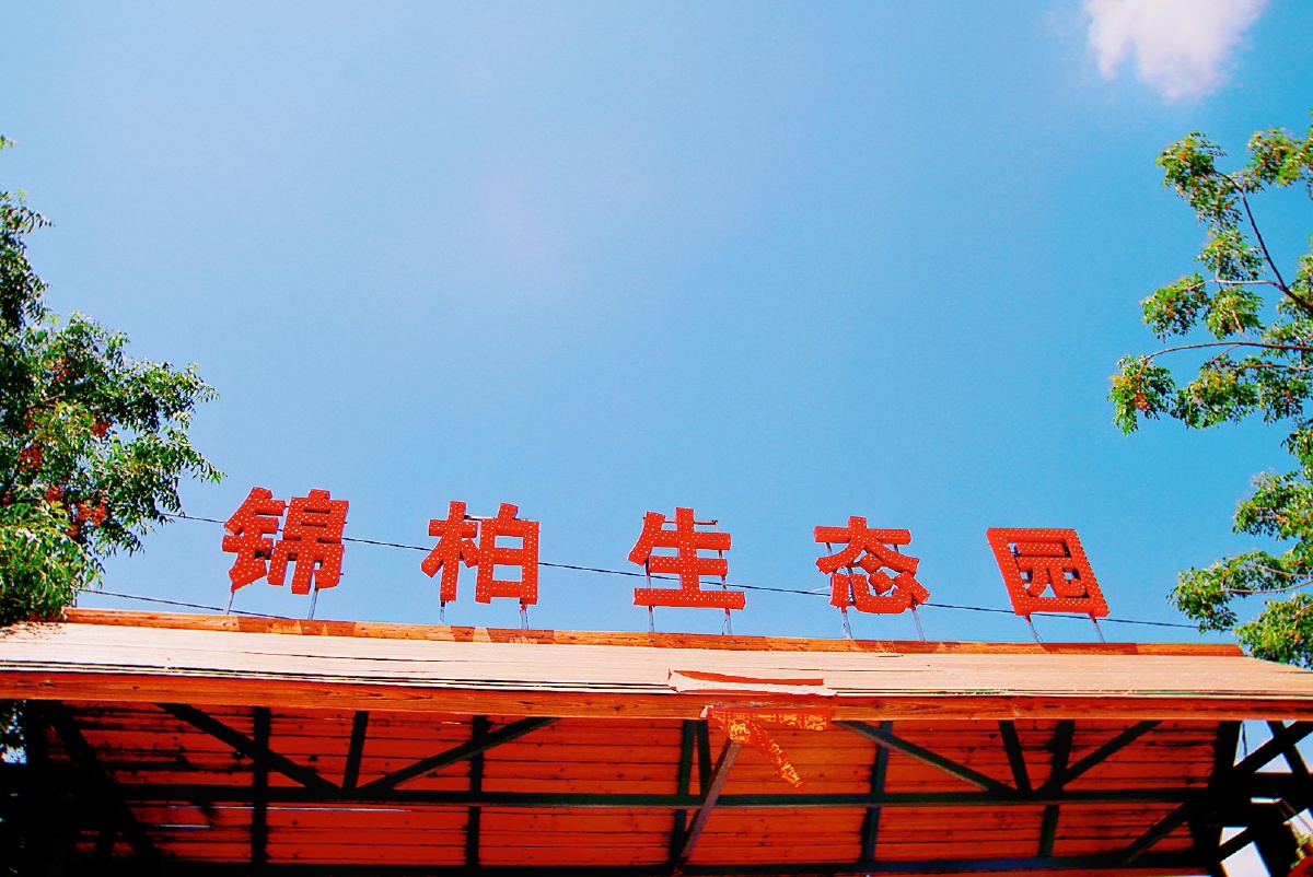 主题:【昆明——呈贡锦柏生态园月季绽放】摄影:【赵谢荣】 - 赵油诗