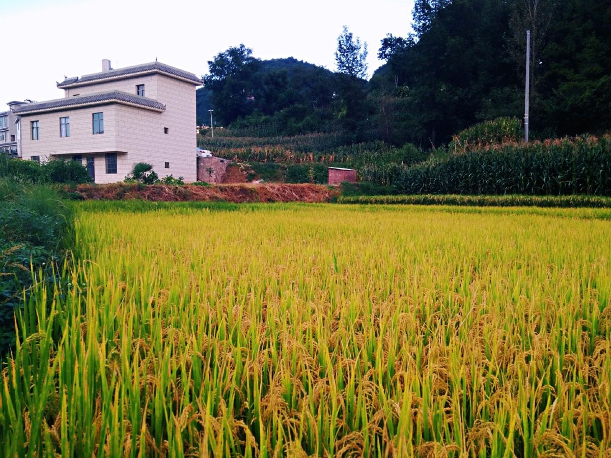 主题云南宣威市海岱镇李家村秋景四摄影赵谢荣