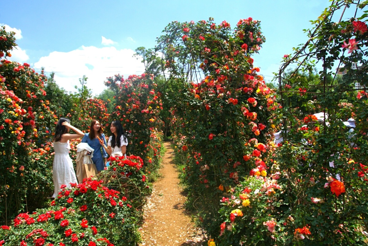 主题昆明呈贡锦柏生态园月季绽放摄影赵谢荣