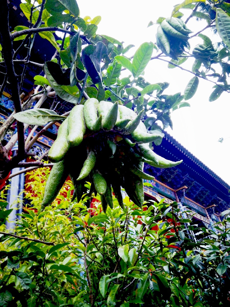 主题:【"佛掌花"】摄影:【赵谢荣】