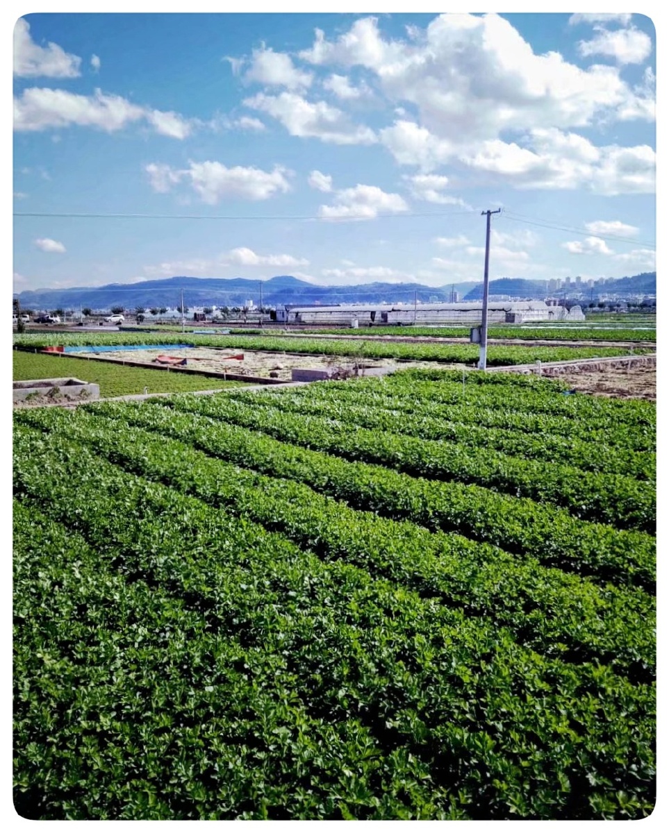 主题云南最大的蔬菜种植基地通海摄影赵谢荣