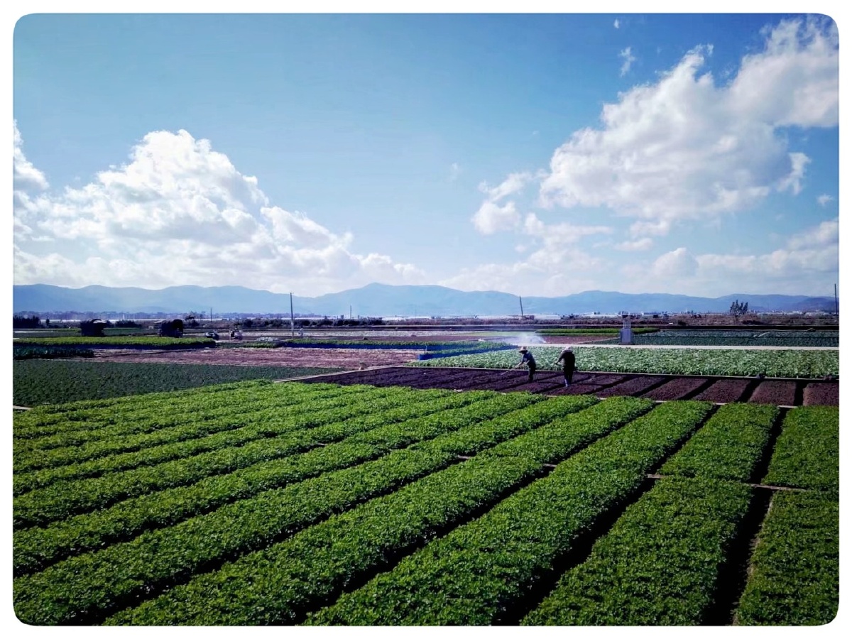 主题云南最大的蔬菜种植基地通海摄影赵谢荣