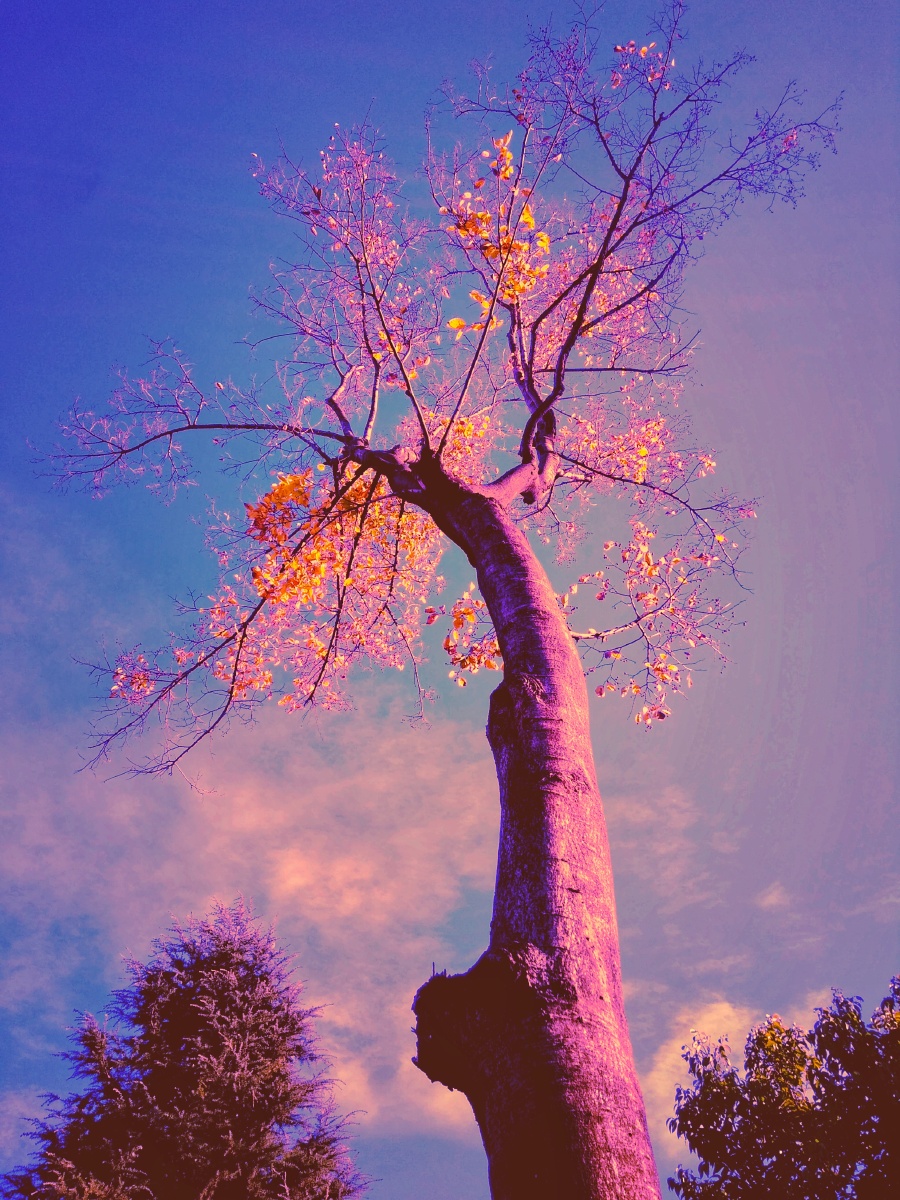 主题弯腰树不倒摄影赵谢荣