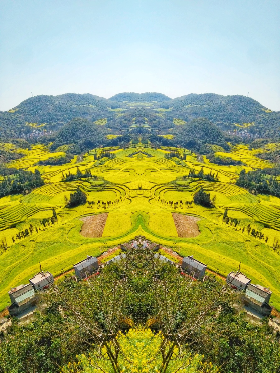 主题云南罗平行螺丝田油菜花摄赵谢荣