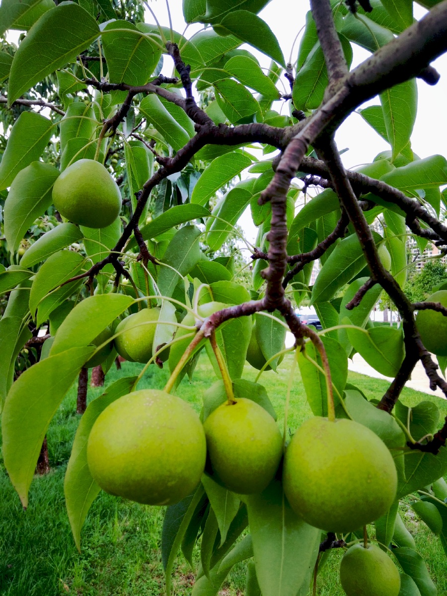 主题树上的梨摄影赵谢荣