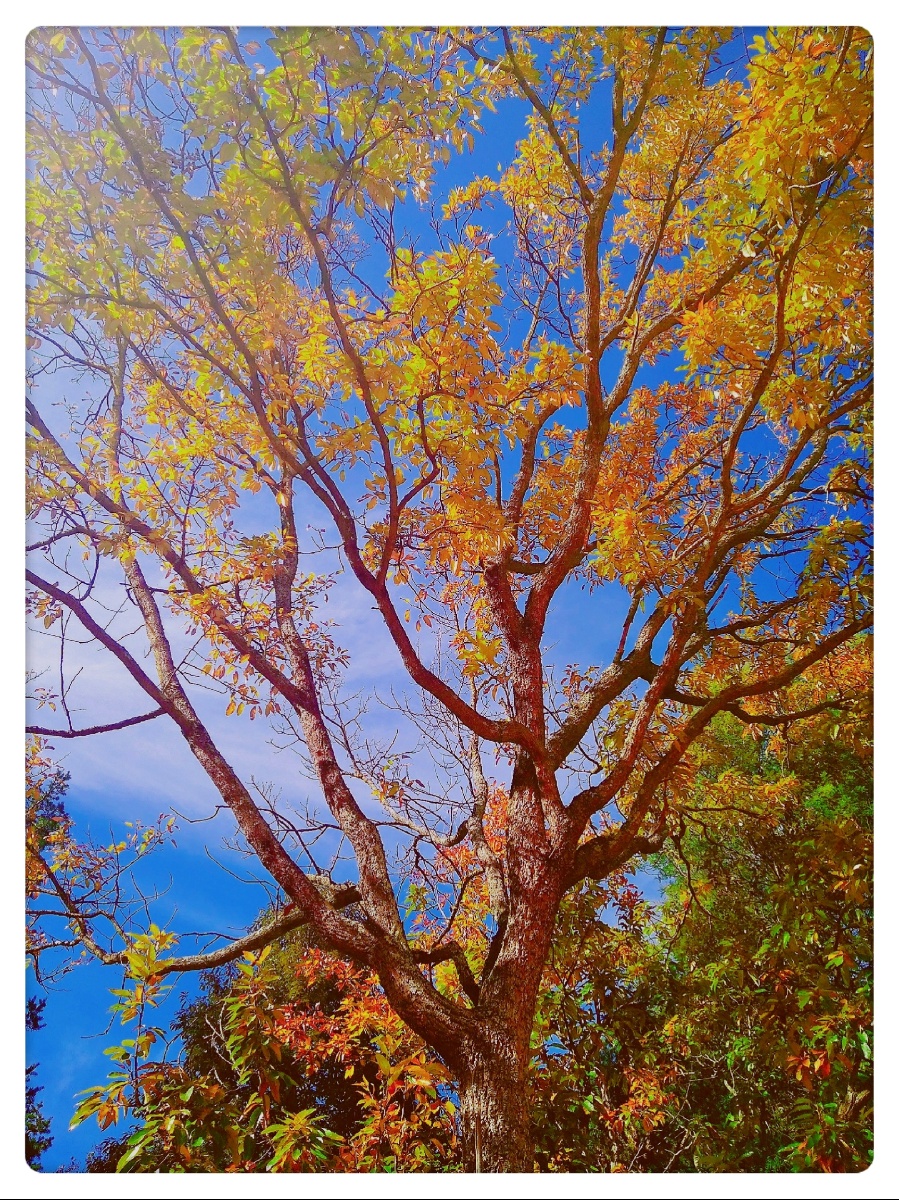 主题冬树摄影赵谢荣