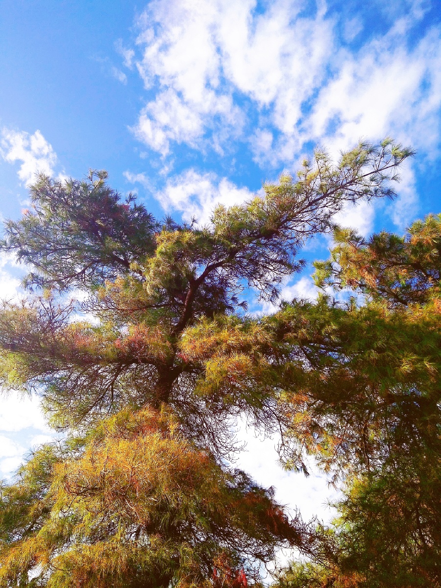主题冬松摄影赵谢荣