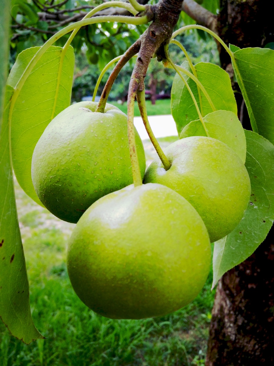 主题树上的梨摄影赵谢荣