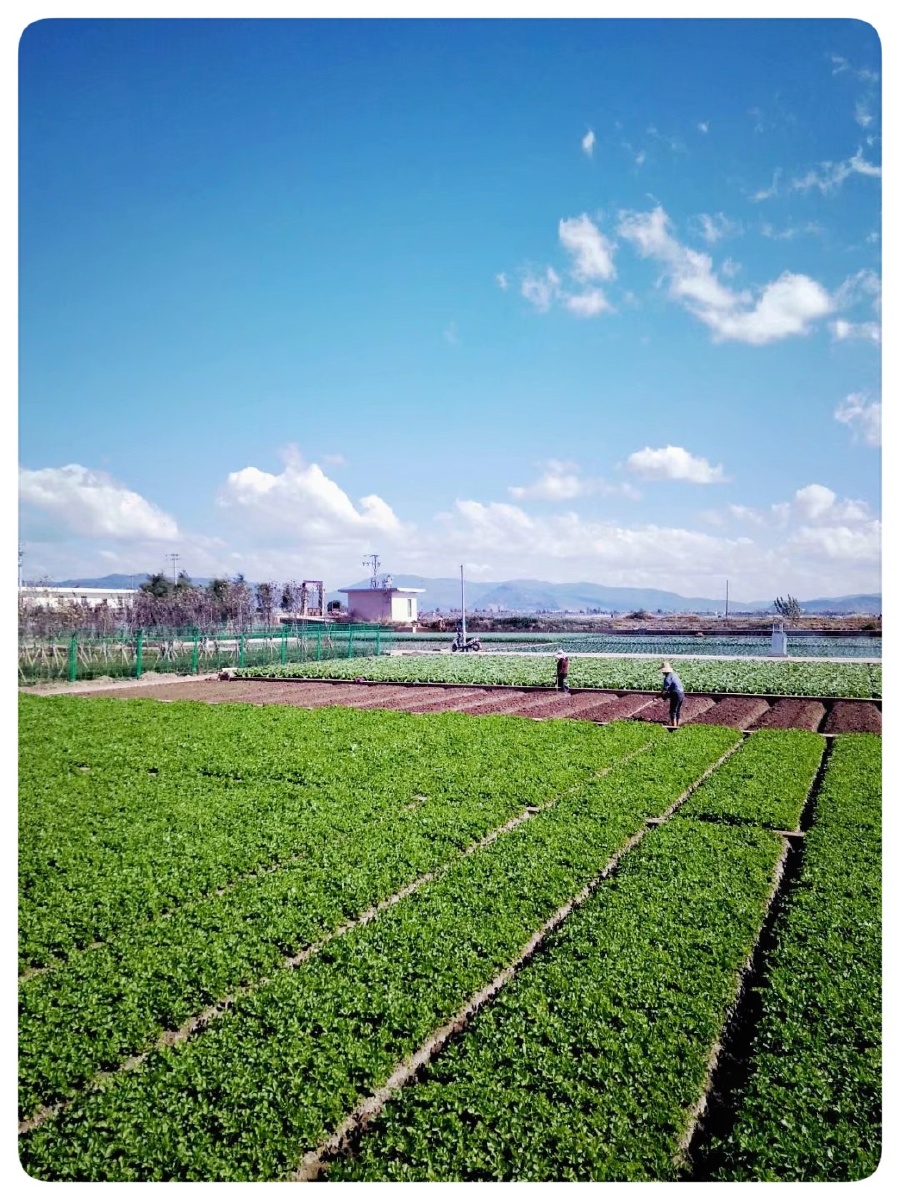 主题云南最大的蔬菜种植基地通海摄影赵谢荣