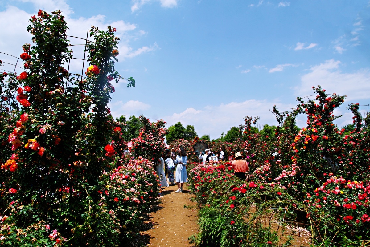 主题:【昆明——呈贡锦柏生态园月季绽放】摄影:【赵谢荣】 - 赵油诗