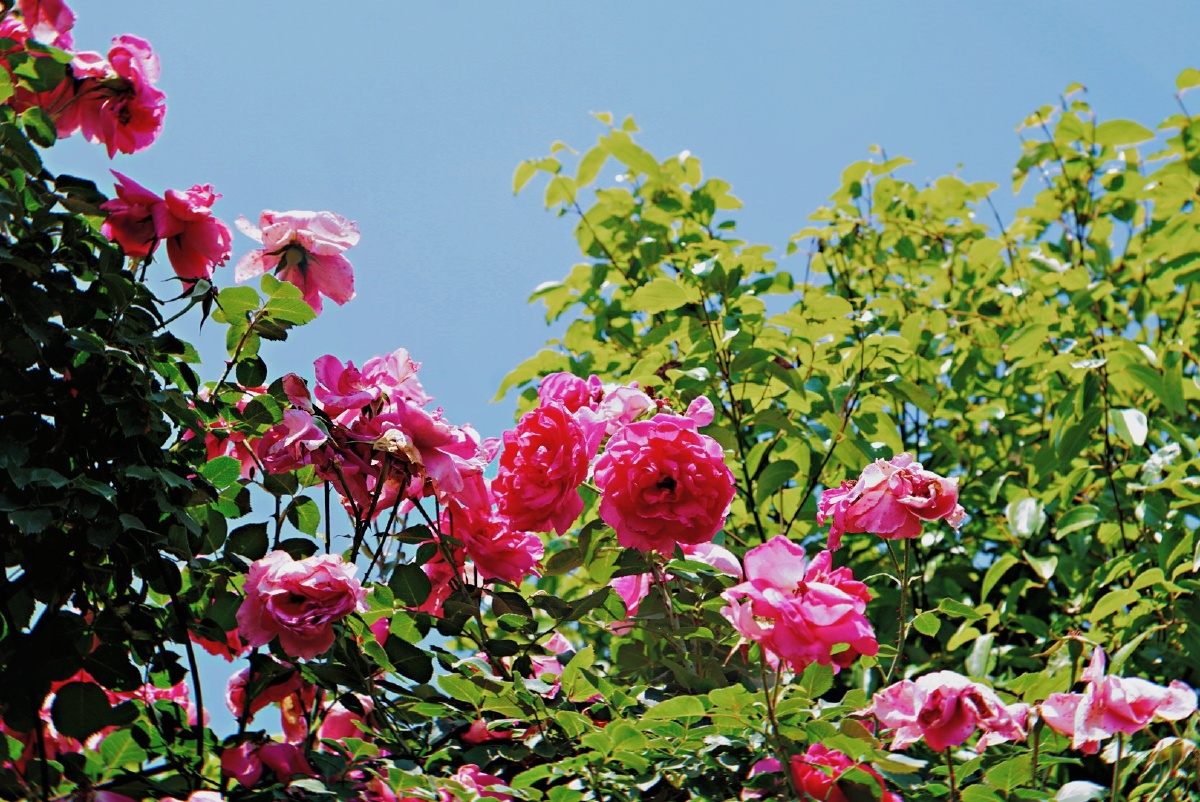 主题:【昆明——呈贡锦柏生态园月季绽放】摄影:【赵谢荣】 - 赵油诗