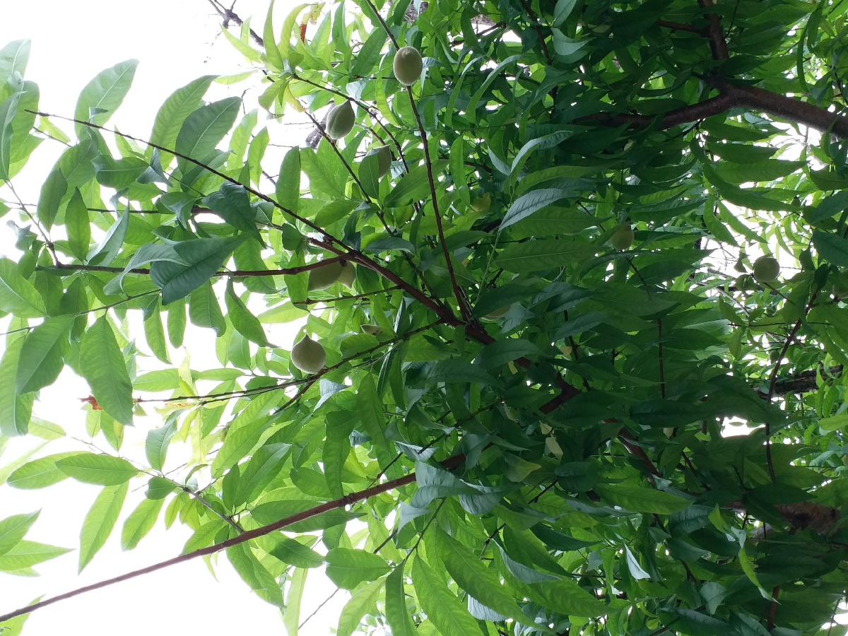 绿色的毛桃已经可以吃了!