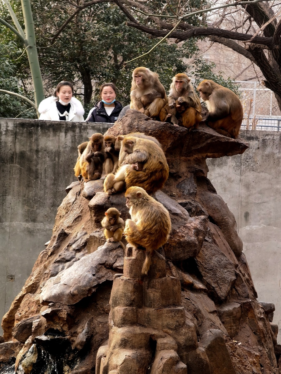动物园猴山,群猴的生活!华为手机拍摄.