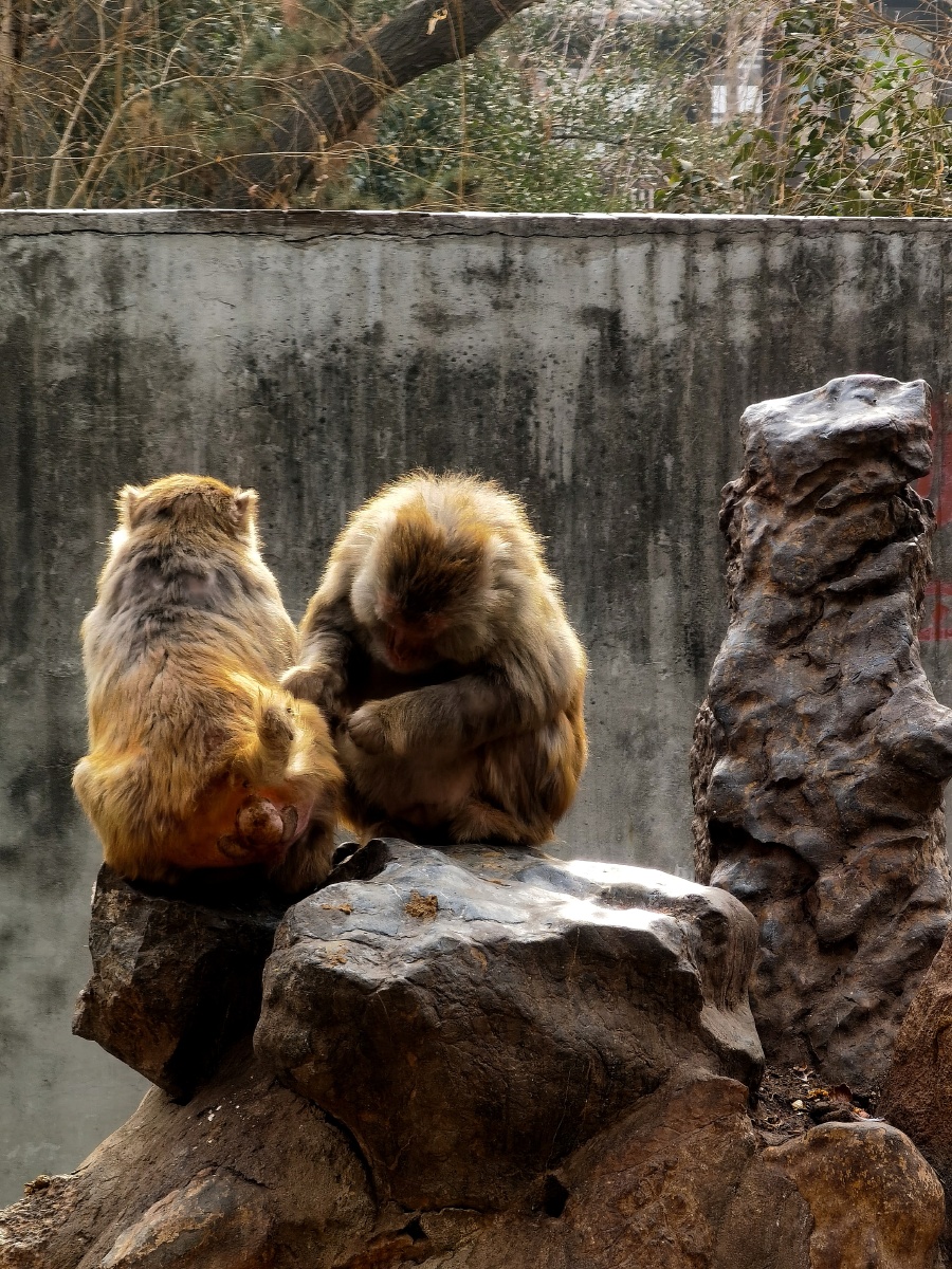 动物园猴山,群猴的生活!华为手机拍摄.